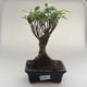 Pokojová bonsai - Ficus retusa -  malolistý fíkus PB2191624 - 1/2