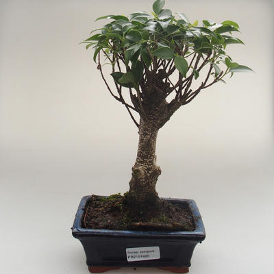 Pokojová bonsai - Ficus retusa -  malolistý fíkus PB2191625 - 1
