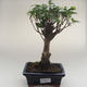 Pokojová bonsai - Ficus retusa -  malolistý fíkus PB2191625 - 1/2