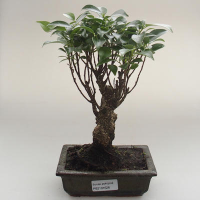 Pokojová bonsai - Ficus retusa -  malolistý fíkus PB2191626 - 1