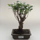 Pokojová bonsai - Ficus retusa -  malolistý fíkus PB2191626 - 1/2