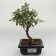 Pokojová bonsai - Sagerécie thea - Sagerécie thea PB2191628 - 1/4