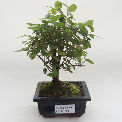 Pokojová bonsai - Sagerécie thea - Sagerécie thea PB2191629 - 1