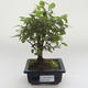 Pokojová bonsai - Sagerécie thea - Sagerécie thea PB2191629 - 1/4