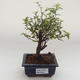 Pokojová bonsai - Sagerécie thea - Sagerécie thea PB2191631 - 1/4