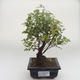 Pokojová bonsai - Sagerécie thea - Sagerécie thea PB2191634 - 1/4