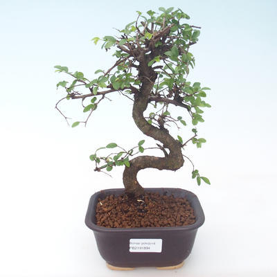 Pokojová bonsai - Ulmus parvifolia - Malolistý jilm PB2191894 - 1