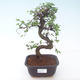 Pokojová bonsai - Ulmus parvifolia - Malolistý jilm PB2191894 - 1/3