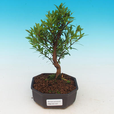 Pokojová bonsai Syzygium -Pimentovník - 1