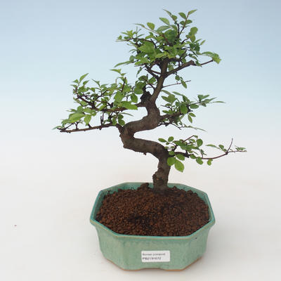 Pokojová bonsai - Ulmus parvifolia - Malolistý jilm PB2191672 - 1