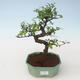 Pokojová bonsai - Ulmus parvifolia - Malolistý jilm PB2191672 - 1/3
