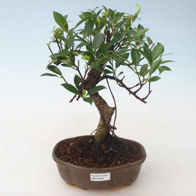 Pokojová bonsai - Ficus retusa - malolistý fíkus PB2191681 - 1