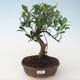 Pokojová bonsai - Ficus retusa - malolistý fíkus PB2191681 - 1/2