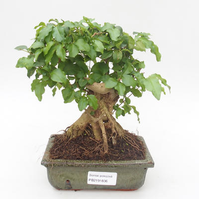 Pokojová bonsai -Ligustrum chinensis - Ptačí zob PB2191836 - 1