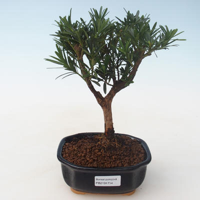 Pokojová bonsai - Podocarpus - Kamenný tis PB2191714 - 1