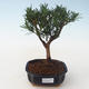 Pokojová bonsai - Podocarpus - Kamenný tis PB2191714 - 1/4