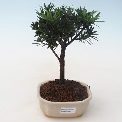 Pokojová bonsai - Podocarpus - Kamenný tis PB2191715 - 1