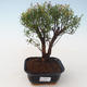 Pokojová bonsai - Syzygium - Pimentovník PB2191719 - 1/3