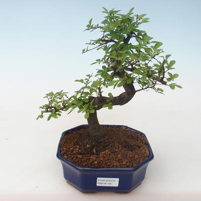Pokojová bonsai - Ulmus parvifolia - Malolistý jilm PB2191731 - 1
