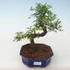 Pokojová bonsai - Ulmus parvifolia - Malolistý jilm PB2191731 - 1/3