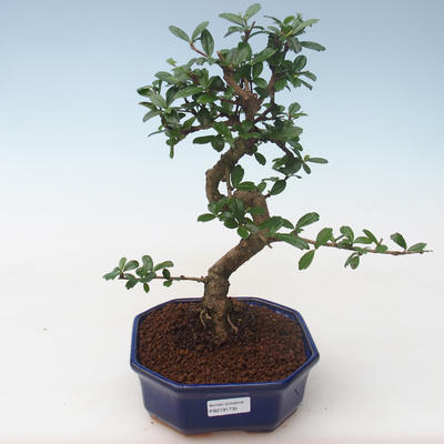 Pokojová bonsai - Carmona macrophylla - Čaj fuki PB2191735 - 1