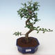 Pokojová bonsai - Carmona macrophylla - Čaj fuki PB2191735 - 1/5