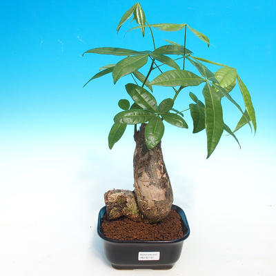 Pokojová bonsai - Pachira vodní