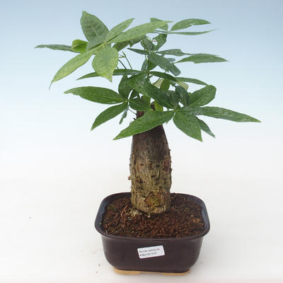 Pokojová bonsai - Pachira vodní PB2191743