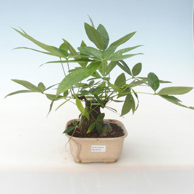 Pokojová bonsai - Pachira vodní PB2191745