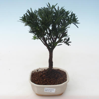 Pokojová bonsai - Podocarpus - Kamenný tis PB2191762 - 1