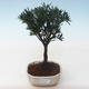 Pokojová bonsai - Podocarpus - Kamenný tis PB2191762 - 1/4