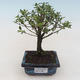 Pokojová bonsai - Serissa foetida Variegata - Strom tisíce hvězd PB2191792 - 1/2