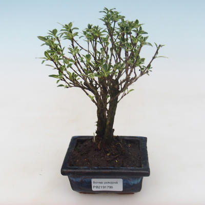 Pokojová bonsai - Serissa foetida Variegata - Strom tisíce hvězd PB2191795 - 1