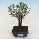 Pokojová bonsai - Serissa foetida Variegata - Strom tisíce hvězd PB2191795 - 1/2