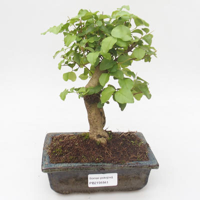 Pokojová bonsai -Ligustrum chinensis - Ptačí zob PB2191841 - 1
