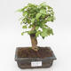 Pokojová bonsai -Ligustrum chinensis - Ptačí zob PB2191841 - 1/3