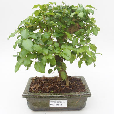 Pokojová bonsai -Ligustrum chinensis - Ptačí zob PB2191842 - 1