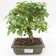Pokojová bonsai -Ligustrum chinensis - Ptačí zob PB2191842 - 1/3