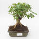 Pokojová bonsai -Ligustrum chinensis - Ptačí zob PB2191843 - 1/3