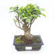Pokojová bonsai - Ficus retusa -  malolistý fíkus PB2191861 - 1/2