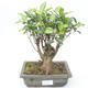 Pokojová bonsai - Ficus retusa -  malolistý fíkus PB2191863 - 1/2