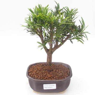 Pokojová bonsai - Podocarpus - Kamenný tis PB2191872 - 1