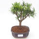 Pokojová bonsai - Podocarpus - Kamenný tis PB2191872 - 1/4