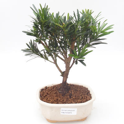 Pokojová bonsai - Podocarpus - Kamenný tis PB2191874 - 1