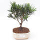 Pokojová bonsai - Podocarpus - Kamenný tis PB2191874 - 1/4