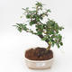 Pokojová bonsai - Carmona macrophylla - Čaj fuki PB2191891 - 1/5
