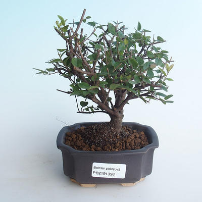 Pokojová bonsai - Sagerécie thea - Sagerécie thea 414-PB2191398 - 1