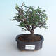 Pokojová bonsai - Sagerécie thea - Sagerécie thea 414-PB2191398 - 1/4