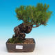 Pinus thunbergii - Borovice thunbergova - 1/3