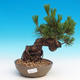 Pinus thunbergii - Borovice thunbergova - 1/3